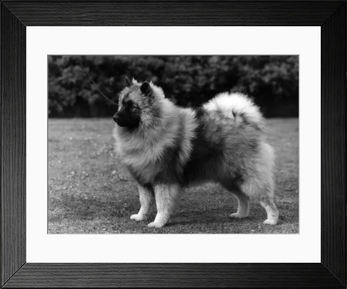 Framed Print : FALL / KEESHOND / 1964 Framed Print : FALL / KEESHOND / 1964