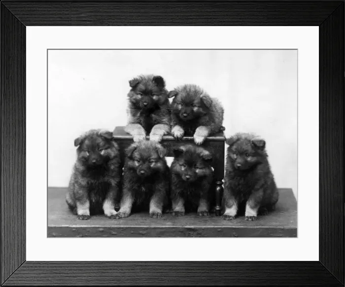 Framed Print : FALL / KEESHOND / 1936 Framed Print : FALL / KEESHOND / 1936