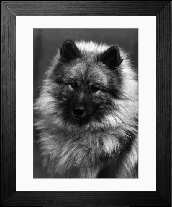 Framed Print : FALL / KEESHOND / 1956 Framed Print : FALL / KEESHOND / 1956