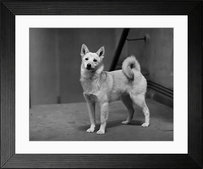 Framed Print : FALL / NORWEGIAN BUHUND / 48 Framed Print : FALL / NORWEGIAN BUHUND / 48