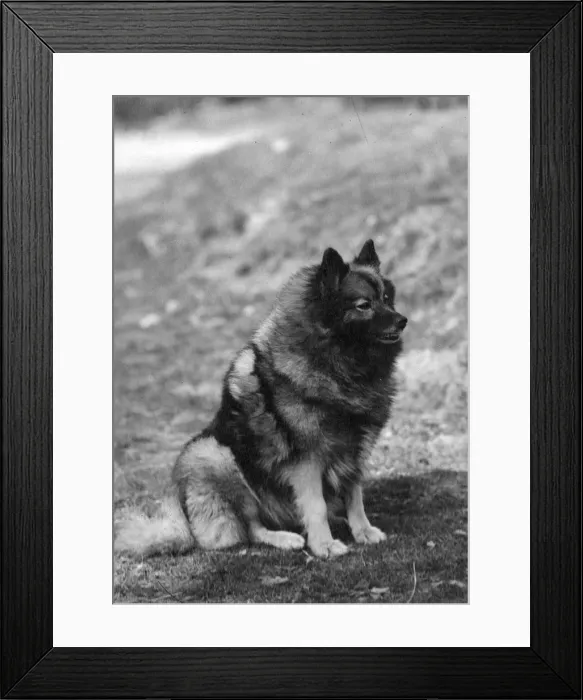 Framed Print : FALL / KEESHOND / 1946 Framed Print : FALL / KEESHOND / 1946