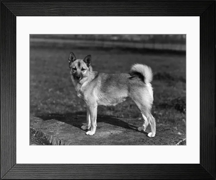 Framed Print : FALL / NORWEGIAN BUHUND / 56 Framed Print : FALL / NORWEGIAN BUHUND / 56