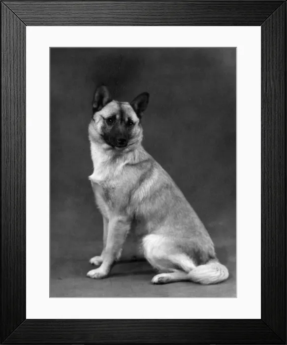 Framed Print : FALL / NORWEGIAN BUHUND / 60 Framed Print : FALL / NORWEGIAN BUHUND / 60