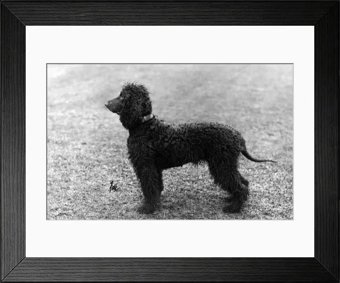 Framed Print : FALL  /  IRISH WATER SPANIEL