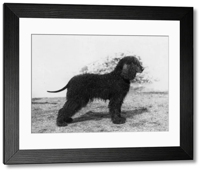 Framed Print : FALL / IRISH WATER SPANIEL Framed Print : FALL / IRISH WATER SPANIEL