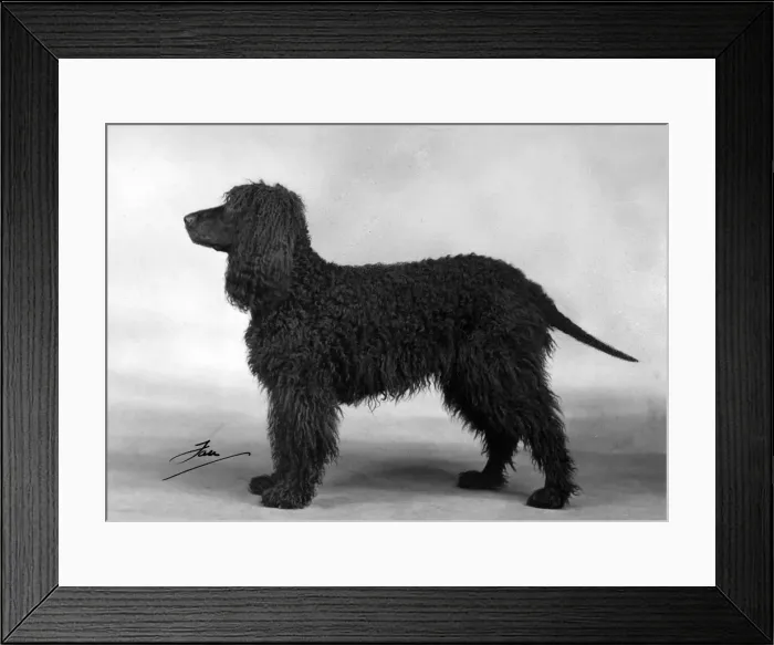 Framed Print : FALL / IRISH WATER SPANIEL Framed Print : FALL / IRISH WATER SPANIEL