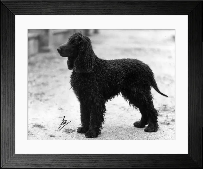 Framed Print : FALL / IRISH WATER SPANIEL Framed Print : FALL / IRISH WATER SPANIEL