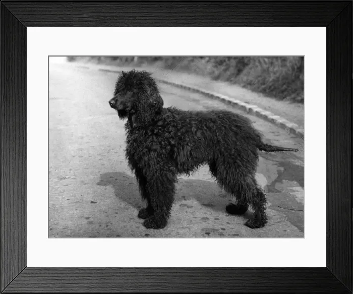 Framed Print : FALL / IRISH WATER SPANIEL Framed Print : FALL / IRISH WATER SPANIEL
