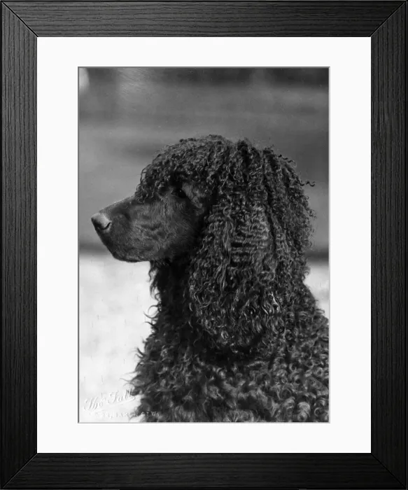 Framed Print : FALL / IRISH WATER SPANIEL Framed Print : FALL / IRISH WATER SPANIEL