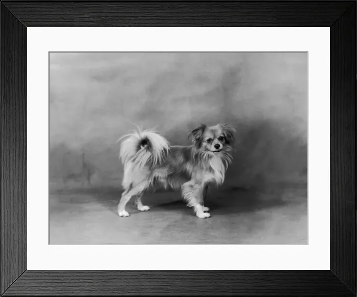 Framed Print : FALL / TIBETAN SPANIEL / 35 Framed Print : FALL / TIBETAN SPANIEL / 35