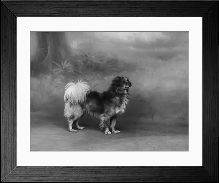 Framed Print : FALL / TIBETAN SPANIEL / 35 Framed Print : FALL / TIBETAN SPANIEL / 35