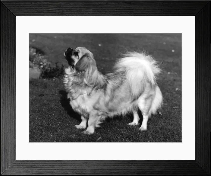 Framed Print : FALL / TIBETAN SPANIEL / 73 Framed Print : FALL / TIBETAN SPANIEL / 73