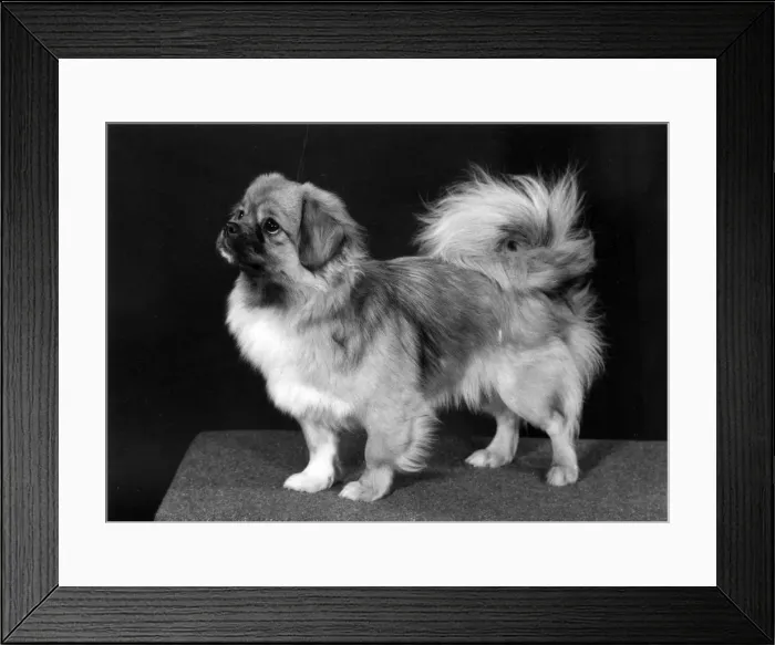 Framed Print : FALL / TIBETAN SPANIEL / 76 Framed Print : FALL / TIBETAN SPANIEL / 76