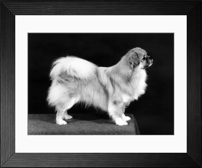 Framed Print : FALL / TIBETAN SPANIEL / 81 Framed Print : FALL / TIBETAN SPANIEL / 81