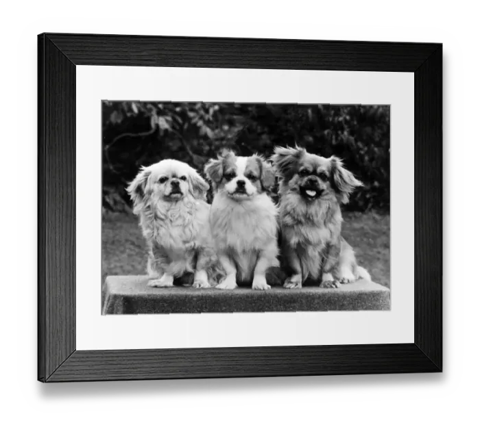 Framed Print : FALL / TIBETAN SPANIEL / 73 Framed Print : FALL / TIBETAN SPANIEL / 73