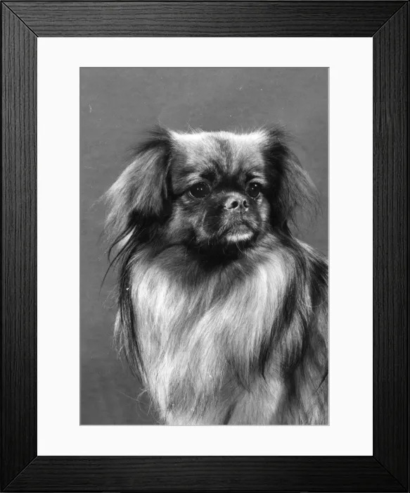 Framed Print : FALL / TIBETAN SPANIEL / 79 Framed Print : FALL / TIBETAN SPANIEL / 79