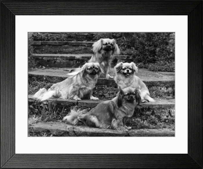Framed Print : FALL / TIBETAN SPANIEL / 73 Framed Print : FALL / TIBETAN SPANIEL / 73