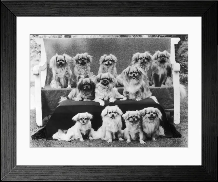 Framed Print : FALL / TIBETAN SPANIEL / 75 Framed Print : FALL / TIBETAN SPANIEL / 75