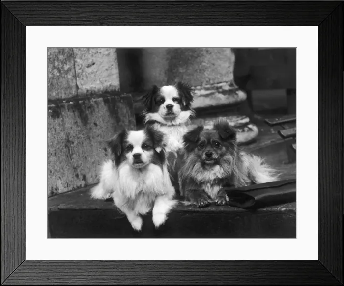 Framed Print : FALL / TIBETAN SPANIEL / 35 Framed Print : FALL / TIBETAN SPANIEL / 35