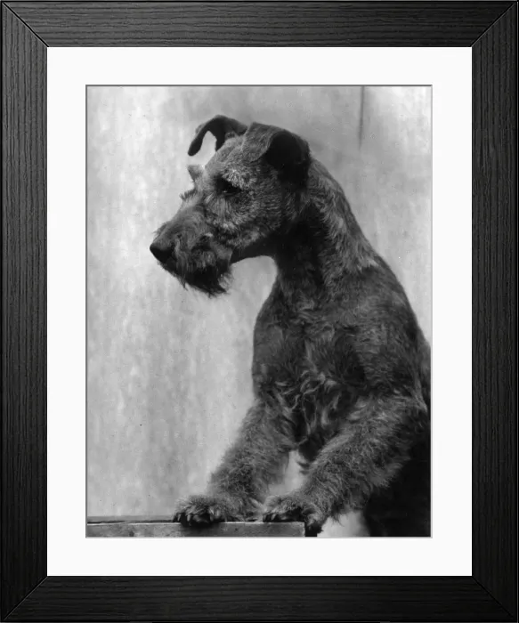 Framed Print : FALL / IRISH TERRIER / 1938 Framed Print : FALL / IRISH TERRIER / 1938