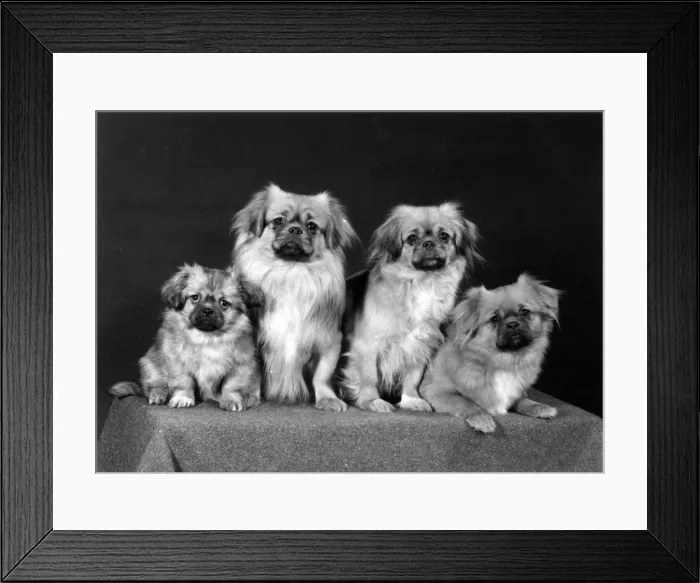 Framed Print : FALL / TIBETAN SPANIEL / 76 Framed Print : FALL / TIBETAN SPANIEL / 76