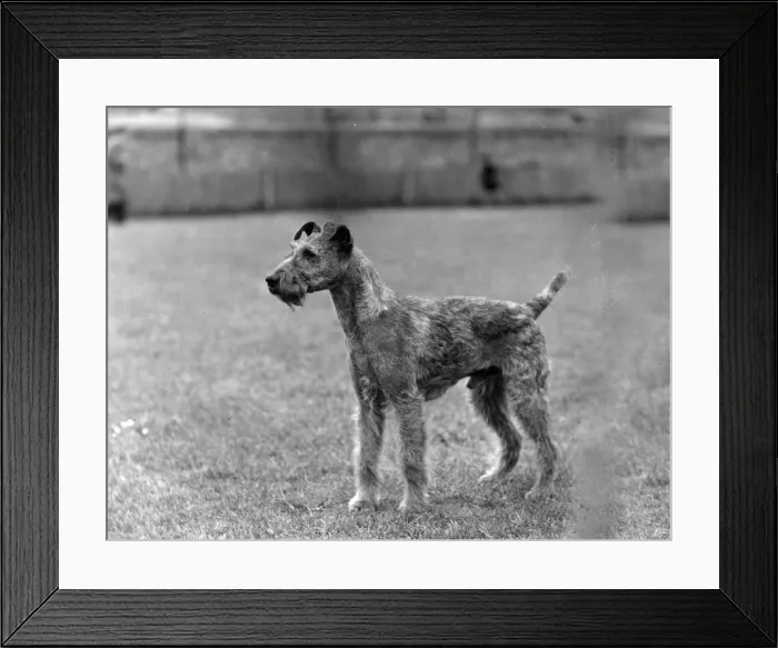 Framed Print : FALL / IRISH TERRIER / 1938 Framed Print : FALL / IRISH TERRIER / 1938
