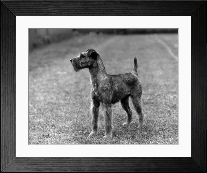 Framed Print : FALL / IRISH TERRIER / 1938 Framed Print : FALL / IRISH TERRIER / 1938