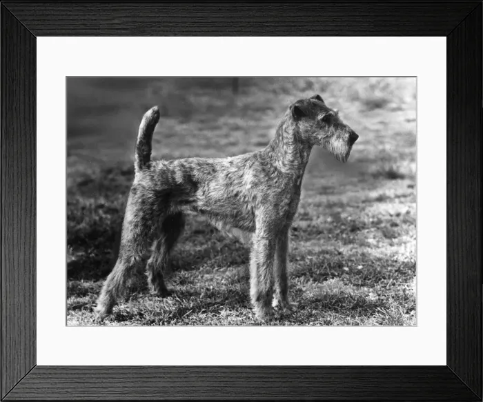 Framed Print : FALL / IRISH TERRIER / 1960 Framed Print : FALL / IRISH TERRIER / 1960