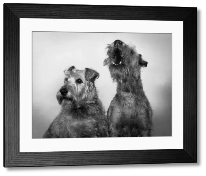 Framed Print : FALL  /  IRISH TERRIER  /  1963