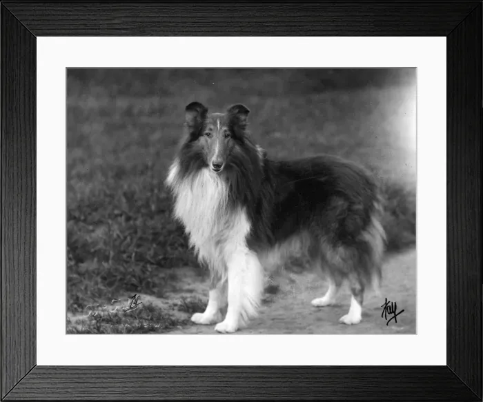 Framed Print : FALL / ROUGH COLLIE / 1931 Framed Print : FALL / ROUGH COLLIE / 1931