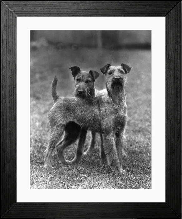 Framed Print : FALL / IRISH TERRIER / 1938 Framed Print : FALL / IRISH TERRIER / 1938