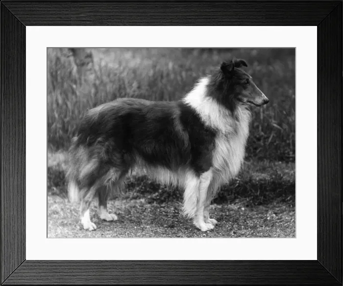Framed Print : FALL / ROUGH COLLIE / 1936 Framed Print : FALL / ROUGH COLLIE / 1936