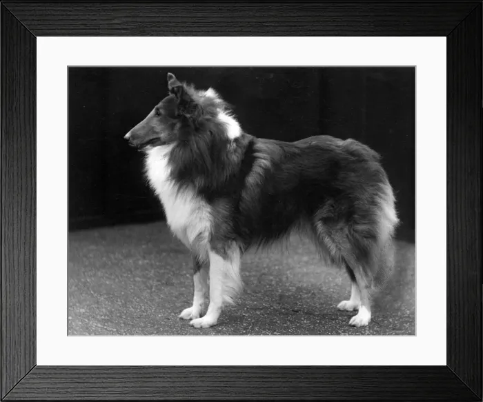 Framed Print : FALL / ROUGH COLLIE / 1937 Framed Print : FALL / ROUGH COLLIE / 1937