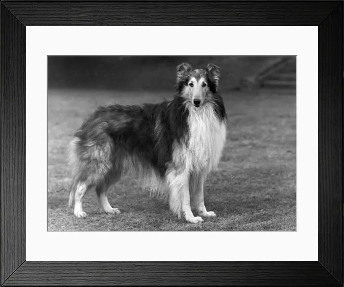 Framed Print : FALL / ROUGH COLLIE / 1951 Framed Print : FALL / ROUGH COLLIE / 1951