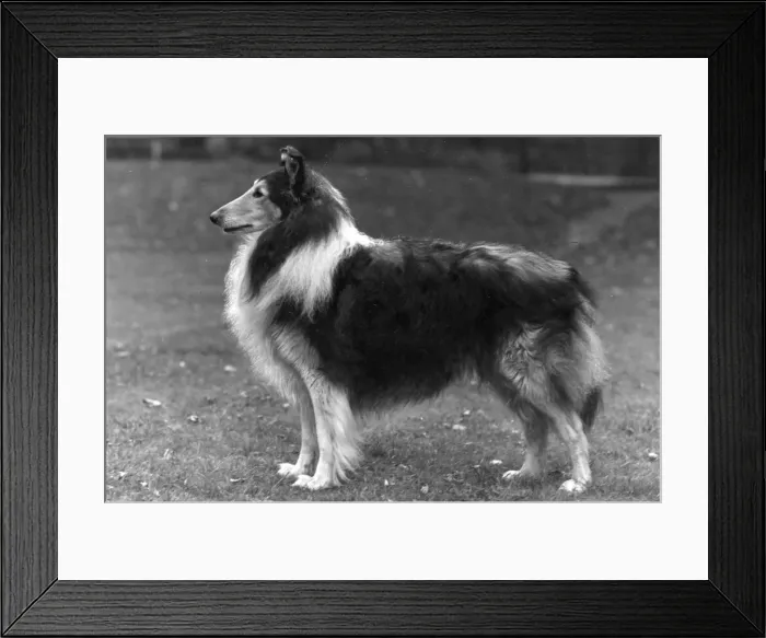 Framed Print : FALL / ROUGH COLLIE / 1953 Framed Print : FALL / ROUGH COLLIE / 1953