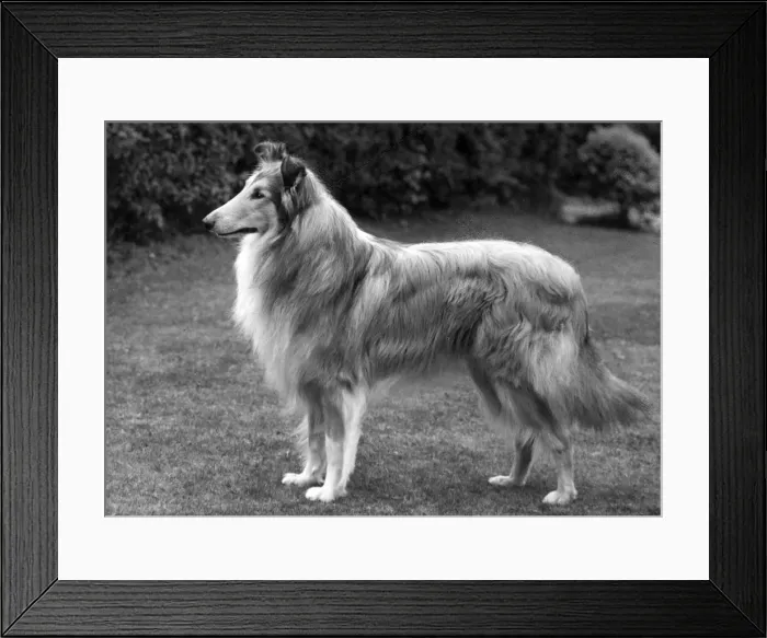 Framed Print : FALL / ROUGH COLLIE / 1962 Framed Print : FALL / ROUGH COLLIE / 1962