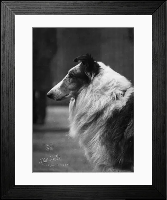 Framed Print : FALL / ROUGH COLLIE / 1927 Framed Print : FALL / ROUGH COLLIE / 1927