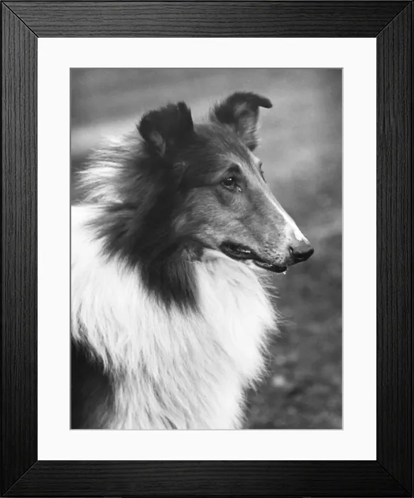 Framed Print : FALL / ROUGH COLLIE / 1933 Framed Print : FALL / ROUGH COLLIE / 1933
