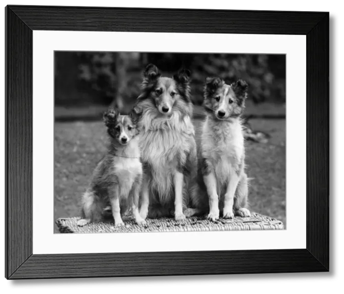 Framed Print : FALL / ROUGH COLLIE / 1938 Framed Print : FALL / ROUGH COLLIE / 1938