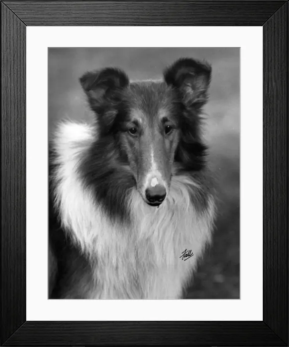 Framed Print : FALL / ROUGH COLLIE / 1933 Framed Print : FALL / ROUGH COLLIE / 1933