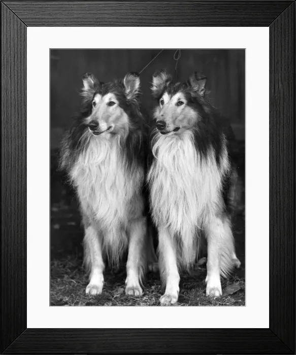 Framed Print : FALL / ROUGH COLLIE / 1953 Framed Print : FALL / ROUGH COLLIE / 1953