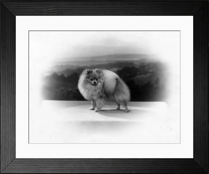 Framed Print : FALL  /  POMERANIAN  /  1935
