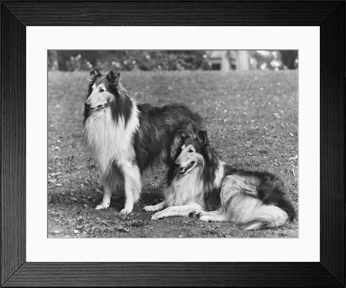 Framed Print : FALL / ROUGH COLLIE / 1953 Framed Print : FALL / ROUGH COLLIE / 1953
