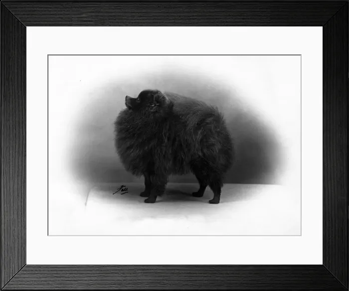 Framed Print : FALL / POMERANIAN / 1956 Framed Print : FALL / POMERANIAN / 1956