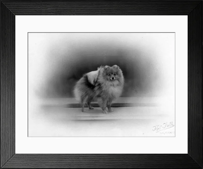 Framed Print : FALL / POMERANIAN / 1934 Framed Print : FALL / POMERANIAN / 1934