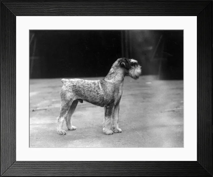 Framed Print : SCHNAUZER STANDING 1937 Framed Print : SCHNAUZER STANDING 1937