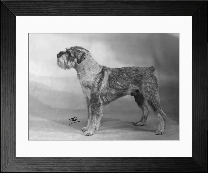 Framed Print : SCHNAUZER STANDING 1949 Framed Print : SCHNAUZER STANDING 1949