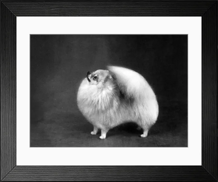 Framed Print : FALL / POMERANIAN / 1962 Framed Print : FALL / POMERANIAN / 1962