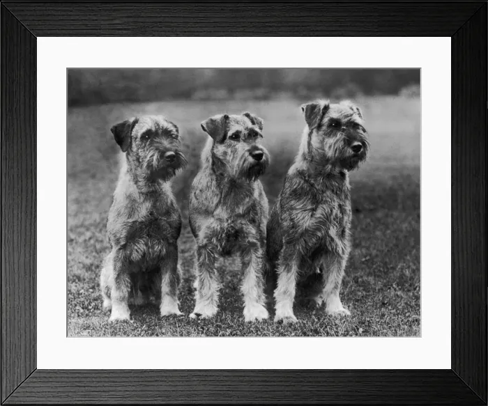 Framed Print : THREE SITTING DOGS Framed Print : THREE SITTING DOGS