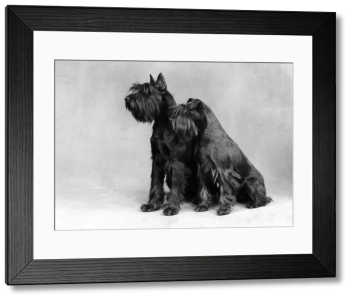 Framed Print : BARNBANERA SCHNAUZER Framed Print : BARNBANERA SCHNAUZER